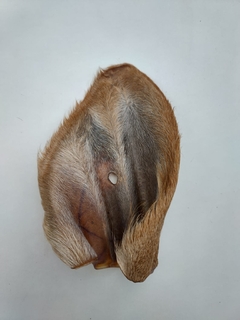 Orelha Bovina