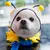 Capa de chuva cachorro - loja online