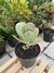 Kalanchoe Marmorata na internet