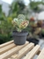 Kalanchoe Marmorata - comprar online