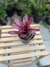Bromélia neoregelia fireball - comprar online