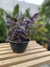 Lambari Roxo (Tradescantia zebrina) - comprar online