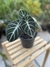 Alocasia Black Velvet - Seu Jardim Plantas
