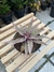 Bromélia rosa (Cryptanthus acaulis) - comprar online