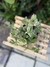 Tradescantia albiflora variegata - comprar online