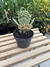 Kalanchoe Marmorata