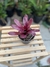 Bromélia neoregelia fireball