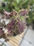 Coleus (cores variadas) - comprar online