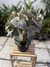 Begônia Venosa (Veludo Branco) - comprar online