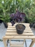 Oxalis (trevo roxo) - comprar online
