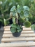 Pilea Peperomioides - comprar online