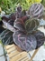 Maranta Rubi - loja online