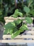 Jibóia variegata - comprar online
