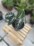 Alocasia Black Velvet - comprar online
