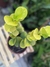Peperômia verde limão/neon - Seu Jardim Plantas