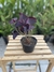 Oxalis (trevo roxo) na internet