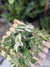 Tradescantia albiflora variegata na internet