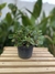 Peperômia Rotundifolia - comprar online