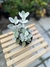 Colher de Prata (Kalanchoe Bracteata) - comprar online