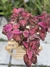 Coleus (cores variadas)