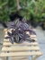 Lambari Roxo (Tradescantia zebrina)