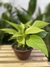 Jiboia Neon (Epipremnum aureum) - comprar online