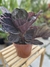 Maranta Rubi - comprar online