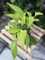 Jiboia Neon (Epipremnum aureum)