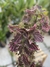 Coleus (cores variadas) - Seu Jardim Plantas
