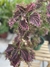 Coleus (cores variadas)