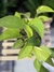 Jiboia Neon (Epipremnum aureum) - Seu Jardim Plantas