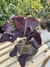 Oxalis (trevo roxo)