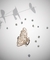 PIRANHA BUTTERFLY - Metal
