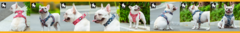 Banner de la categoría ACCESORIOS TRUELOVE  - NOVEDAD! 