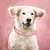 Coleira Pet Personalizável - loja online