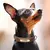 Coleira Pet Personalizável - loja online