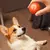 Bola Pet