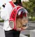 Cápsula Espacial Respirável Astronauta para Cães e Gatos - loja online