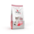 Sieger Katze Kitten