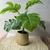 Planta artificial con maceta dorada - Tienda Encantada