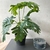 Planta artificial con maceta negra - Tienda Encantada
