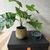 Planta artificial con maceta dorada - comprar online