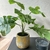Imagen de Planta artificial con maceta dorada