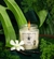 Vela Perfumada Bee