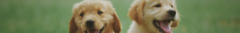 Banner da categoria Pets