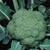 SEMENTES DE BROCCOLI BRO 68