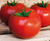 SEMENTE TOMATE SALADA (IND) HIBRIDO EVIMERIA F1