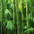 Bamboo Zen I 35g I 10h - loja online