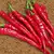 Sementes de Pimenta de Cayenne - 250 mg - Isla na internet