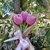 Tulipanes infinitos - comprar online